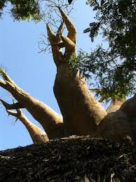 Bioparc Fuengirola Photo Norway Spain