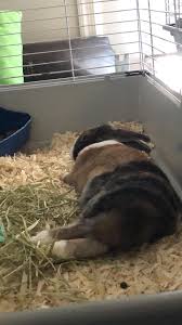 Image result for tbn:nuNU7FPK4A54yM::rvforsaleguide.com/images/bunny-resting-picture.jpg