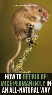 Maybe you would like to learn more about one of these? Pin On Deepak