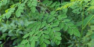 Terdapat beberapa khasiat daun kelor yang bisa digunakan untuk mengobati berbagai jenis kanker. Cara Mengolah Daun Kelor Untuk Konsumsi Sehari Hari Dan Pengobatan Merdeka Com