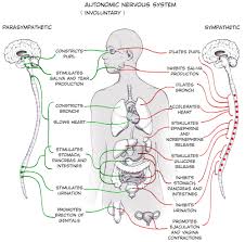 The meninges of the brain and spinal cord are continuous being linked through the magnum. Experiment Activate Your Sympathetic Nervous System
