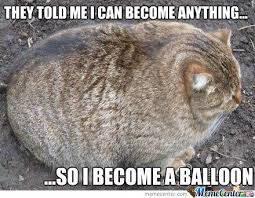 50 fat cat memes ranked in order of popularity and relevancy. Pin On Cats