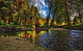 Free Wallpapers For Desktop Full Size Hd Nature Wallpapers Forest Wallpaper Nature Wallpaper