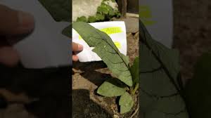 Maybe you would like to learn more about one of these? Fumak Asli Youtube