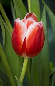 Tulip Cv Horizon Beautiful Flowers Tulips Flowers Tulips Garden