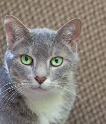 • grey cat with green eyes is very lovely. Gray Cat Green Eyes Volkstudio Blog Grey Cats Grey And White Cat Cats