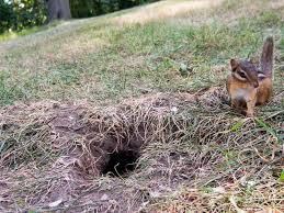 Essentially, you're going to be installing devices in the yard that emit ultrasonic pulses that will scare various types of animals. How To Seal A Chipmunk Hole