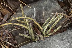 Image result for Euphorbia lividiflora