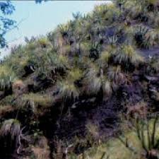 Image result for Cynanchum mulanjense