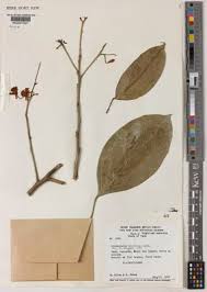 Image result for Lindackeria