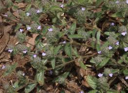 Image result for Nelsonia canescens