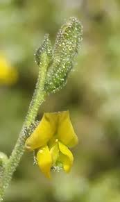 Image result for Melolobium