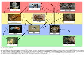 E' un modo di definire chi mangia chi in un determinato ambiente. Cos E Una Rete Alimentare Attivita Del Diagramma