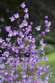 Image result for Thalictrum