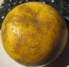 Fortes pluies et orages : Can Any One Tell Me Wht Kind Of Sour Orange This Is