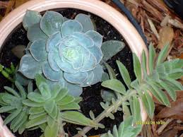 Image result for Aeollanthus repens