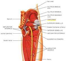 The popliteus muscle at the back of the leg unlocks the knee by rotating the femur on the tibia all four muscles are the key extensors of the lower leg at the knee joint and also stabilize and. Piriformis Syndrome