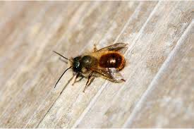 Mason bees create breeding nests by drilling holes in brick masonry. Masonry Bees Inverclyde Council