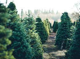 When Is Harford County Christmas Tree Pickup 2022 Where To Buy Christmas Trees In Harford County | Bel Air, Md Patch
