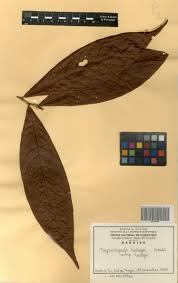 Image result for Magnistipula butayei