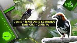 Pada dasarnya harga burung anis pada kisaran rp 250.000 sampai rp 800.000 untuk semua jenis. Jenis Jenis Anis Kembang Dan Ciri Cirinya Youtube