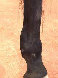 Your horse has a tendon injury, and you won't be doing much riding this summer. Equine Digital Flexor Tendon Sheath Injuries The Horse