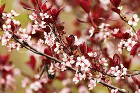 It bears sprays of red and yellow. Paradise Apple Flowers And Red Leaves Stock Image Colourbox