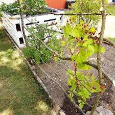 Rankgitter Himbeere Brombeere Garten Garten Pflanzen Pflanzen