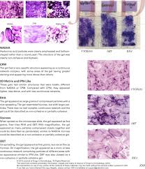 Appearance Of Hyaluronic Acid Ha Gels Vycross Obt