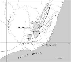 Image result for Nesogordonia