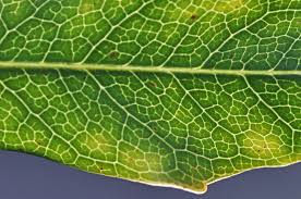 Image result for Neocussonia umbellifera