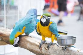 Cockatoos meet each other in pet store hilarity ensues. The 10 Best Pet Stores In Wisconsin