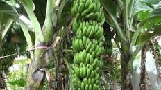 Image result for The Land of Banana