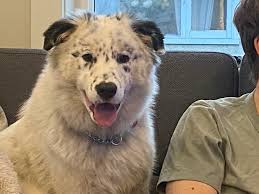 Maybelle. ADOPTED Hello, I'm Maybelle! I'm a 1 year old Australian shepherd  mix. I'm full of fun and curiosity. I'm fully house trained and pretty good 