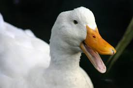 We did not find results for: Pekin Duck Complete Breed Guide Raising Ducks