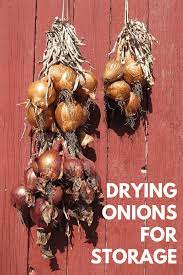 We did not find results for: How To Dry Onions For Storage Gardening Channel