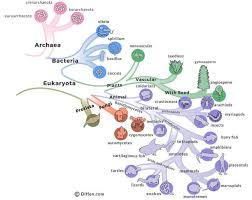 The structures are complex and they have differences with them that is major. Archaea Vs Bacteria Difference And Comparison Diffen