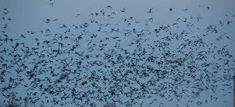 You will need to drill the holes. When A Bat And Ceiling Fan Collide The Rainbow Collector S Blog