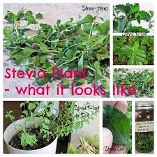 Home Ideazz How To Grow Use Stevia Plant For Natural Sweetening Stevia Plant Plants Growing Stevia