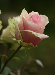 10 stupefying why rose gardening is so addictive ideas beautiful flowers love flowers pretty flowers