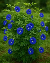 Image result for Clitoria ternatea