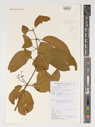 Image result for Combretum collinum