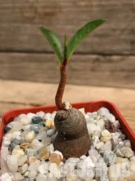 Image result for Monadenium pedunculatum