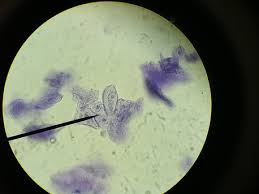 We did not find results for: Plant And Animal Cell Differences Introducing The Cell