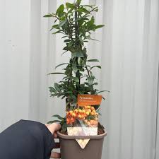 Image result for Pyracantha coccinea golden charmer