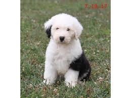 The old english sheepdog is a large, athletic dog breed with an unmistakable shaggy coat. Old English Sheepdog Puppies Petland Lewis Center
