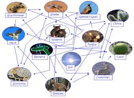 Food deserts can be described as geographic areas where residents' access to affordable, healthy food options (especially fresh fruits and vegetables) is restricted or nonexistent. Desert Food Chain Picture Biological Science Picture Directory Pulpbits Net