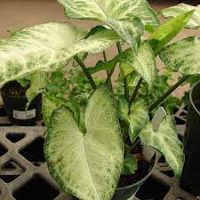 epingle sur jardin