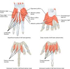 Flexor digitorum profundus is the main gripping muscle. Jersey Finger Blog Nuem Blog
