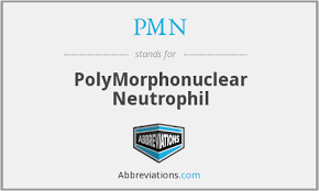 All acronyms (128) airports & locations (1) business & finance (7) common (1) government & military (6. Pmn Polymorphonuclear Neutrophil